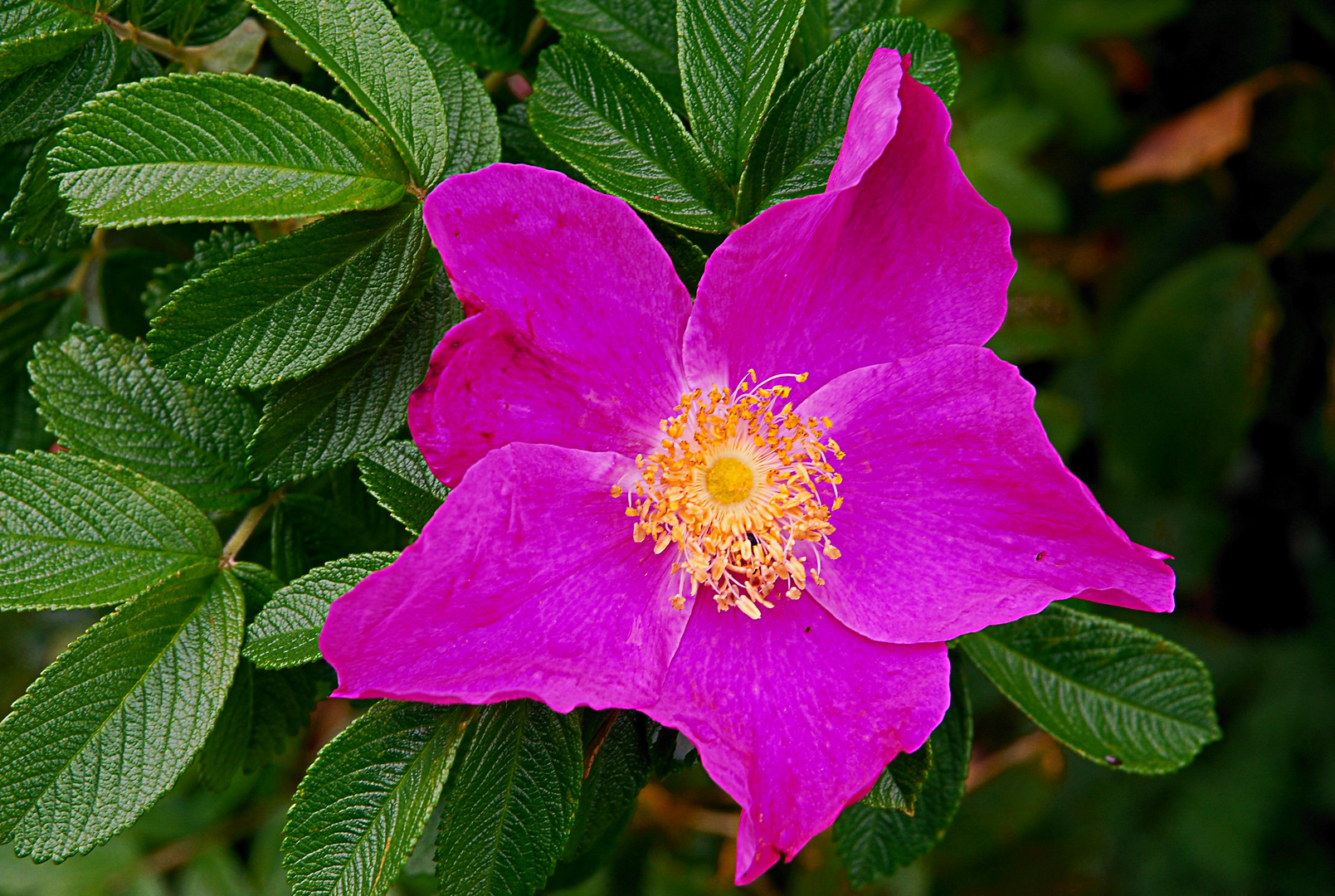 Heckenrose