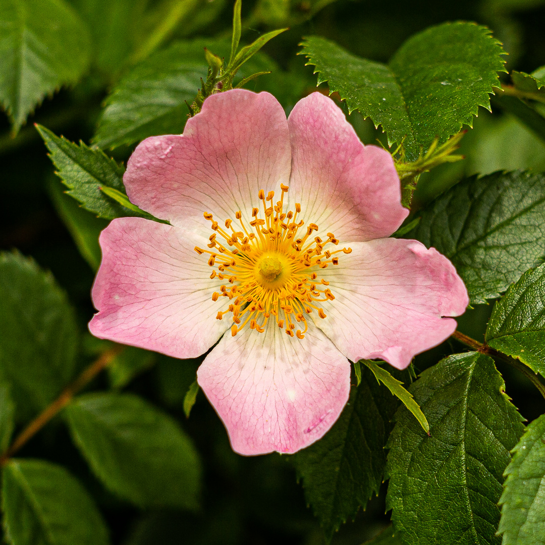 Heckenrose