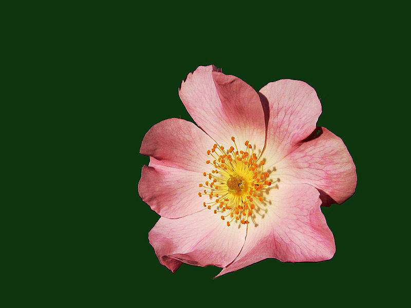 Heckenrose