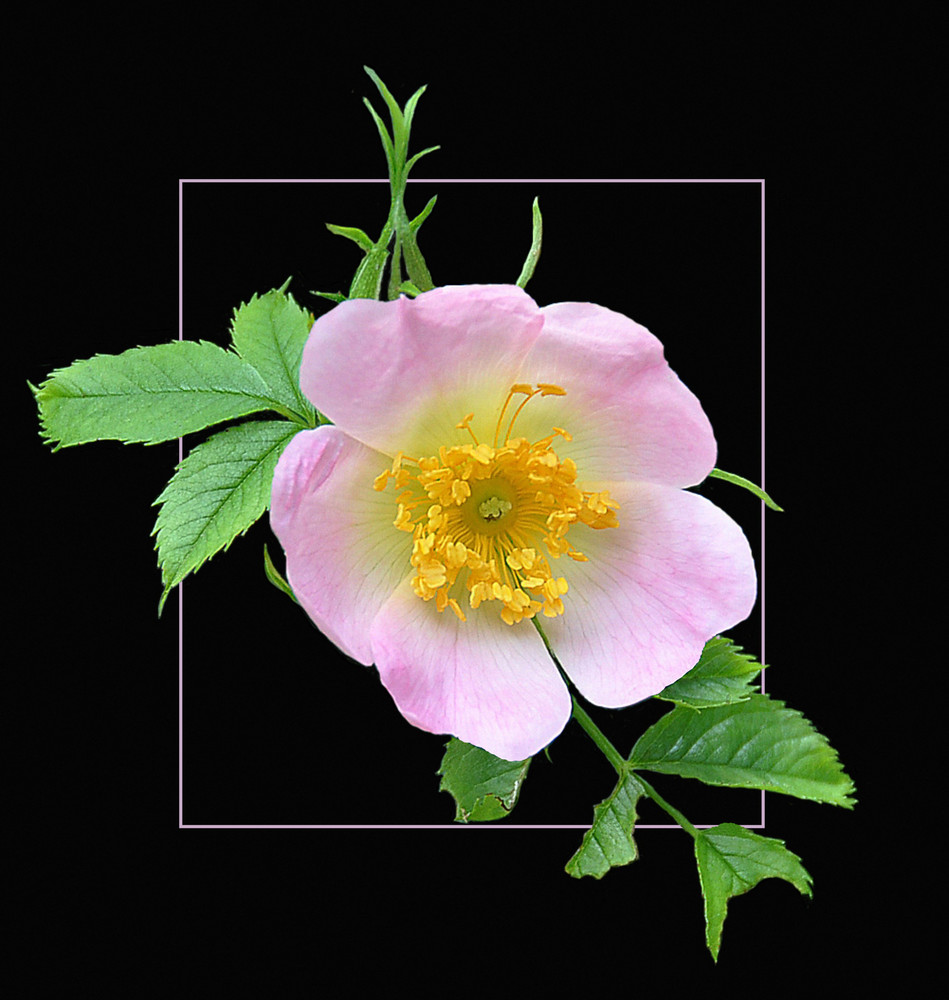 Heckenrose