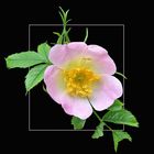 Heckenrose