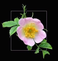 Heckenrose