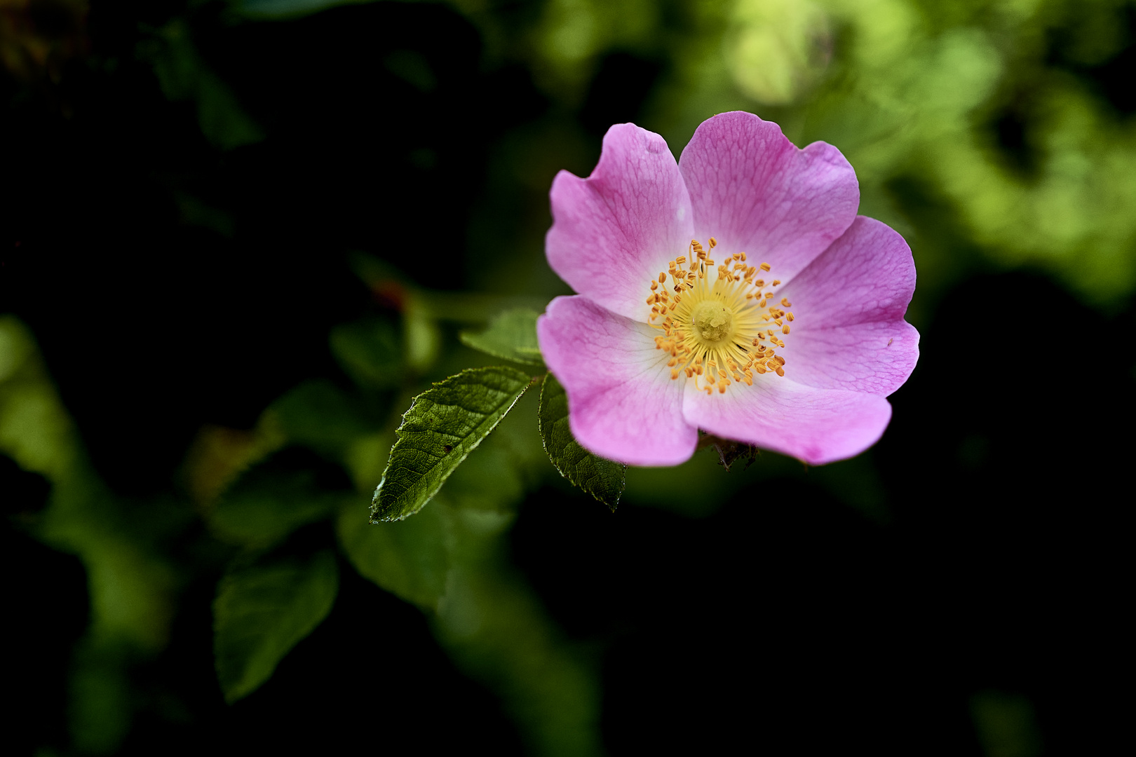 Heckenrose