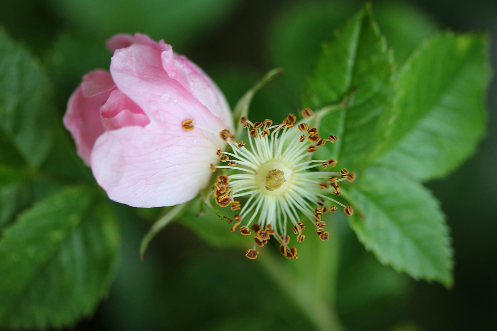 Heckenrose alt und jung