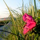 Heckenrose am Strand