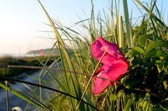 Heckenrose am Strand