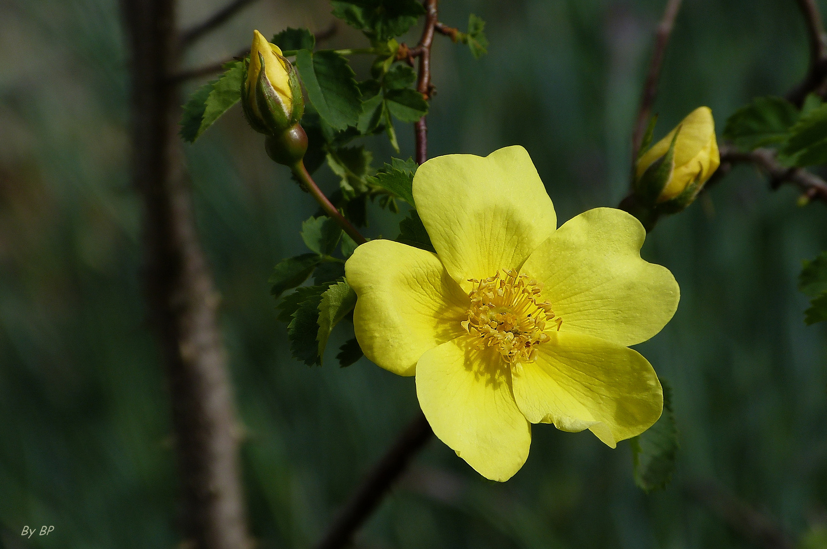 Heckenrose am Wegesrand.