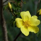 Heckenrose am Wegesrand.