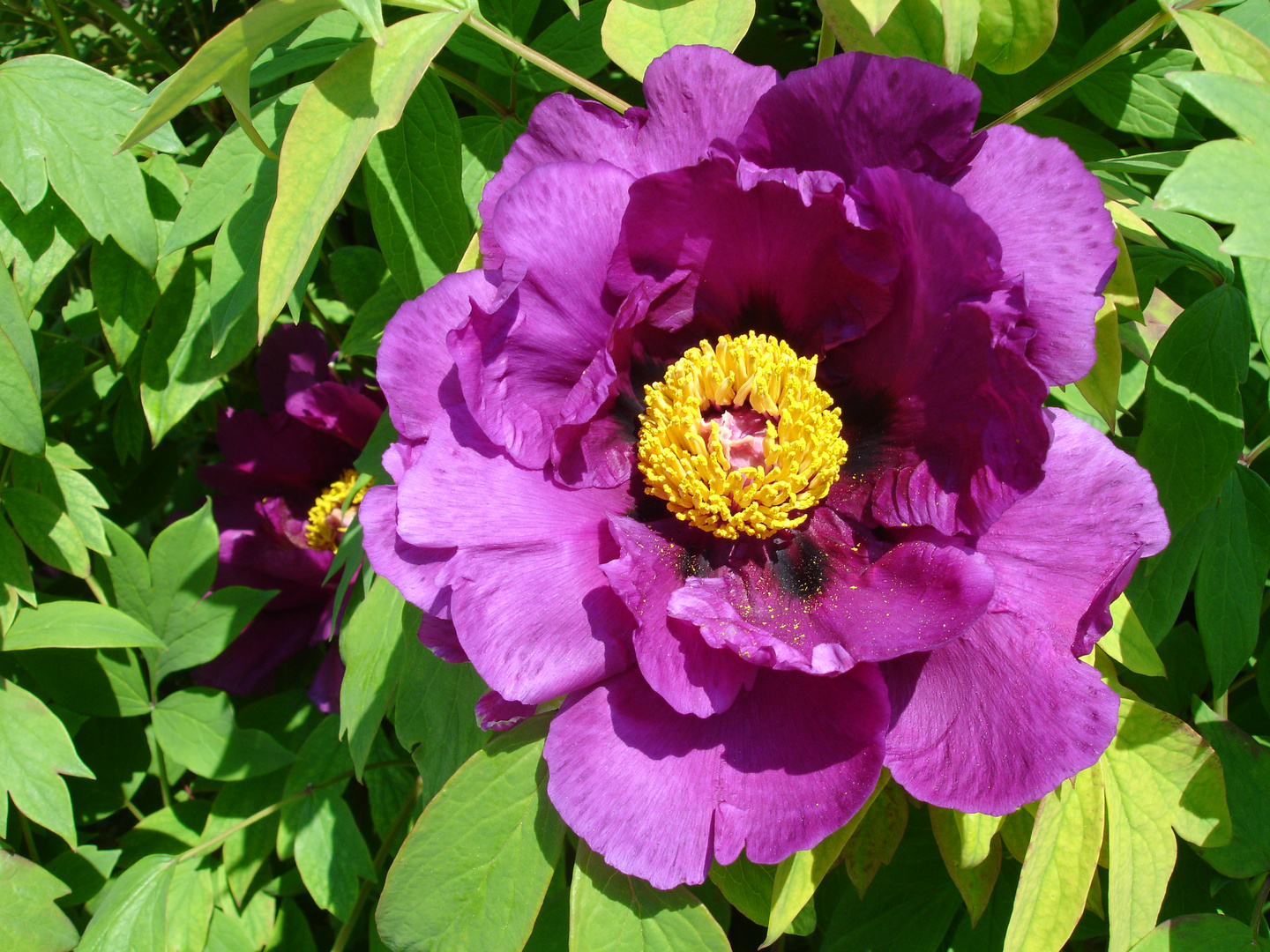 Heckenrose Anfang Mai in Prag