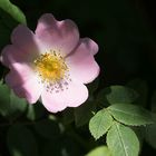 Heckenrose