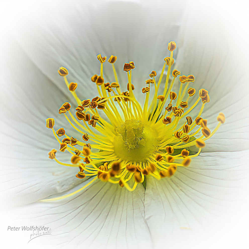 Heckenrose - Blüte