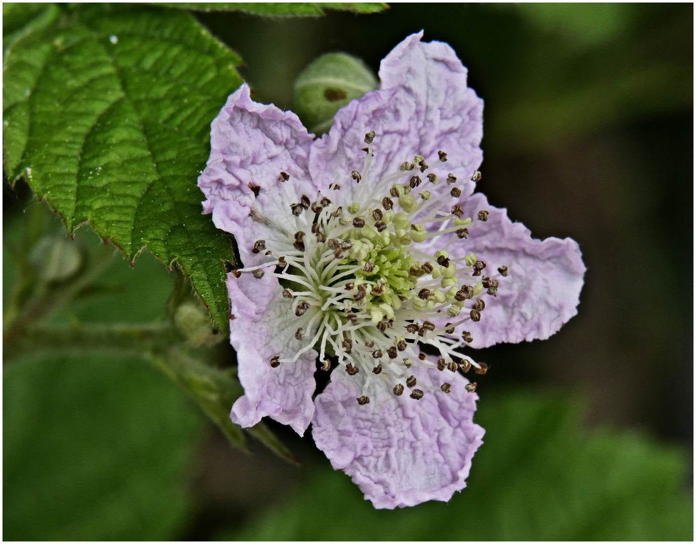 Heckenrose bzw. Brombeerblüte