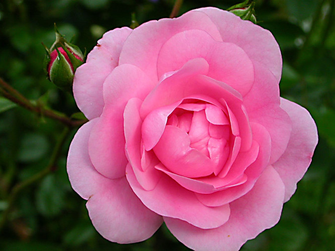 Heckenrose