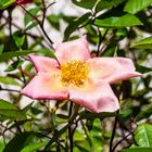 Heckenrose-DSC_4785-1