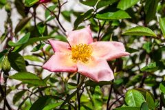 Heckenrose-DSC_4785-1