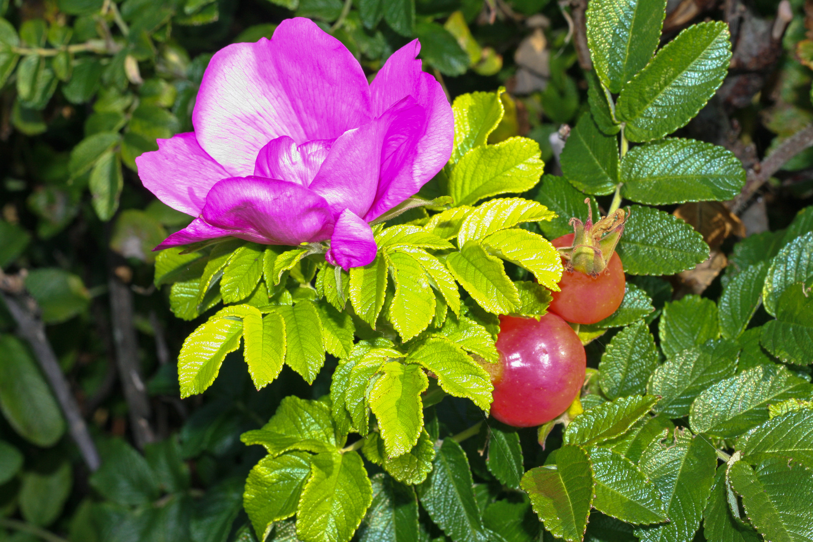 Heckenrose Foto & Bild pflanzen, pilze & flechten, borkum, heckenrose