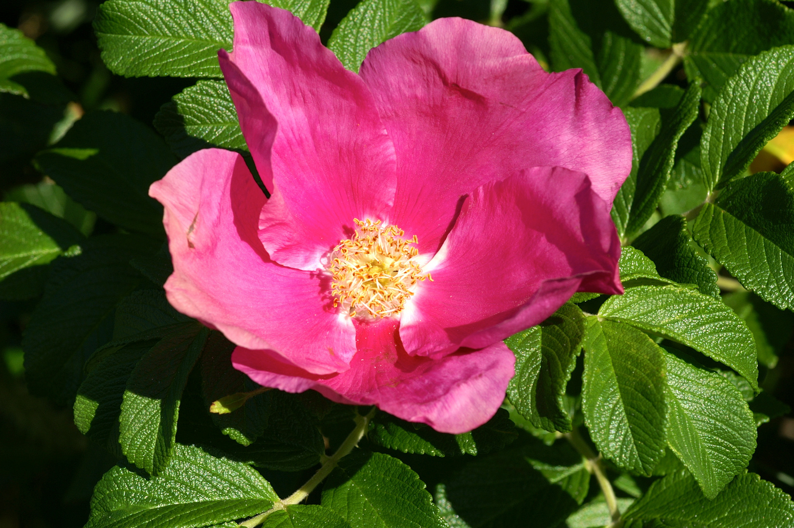 Heckenrose