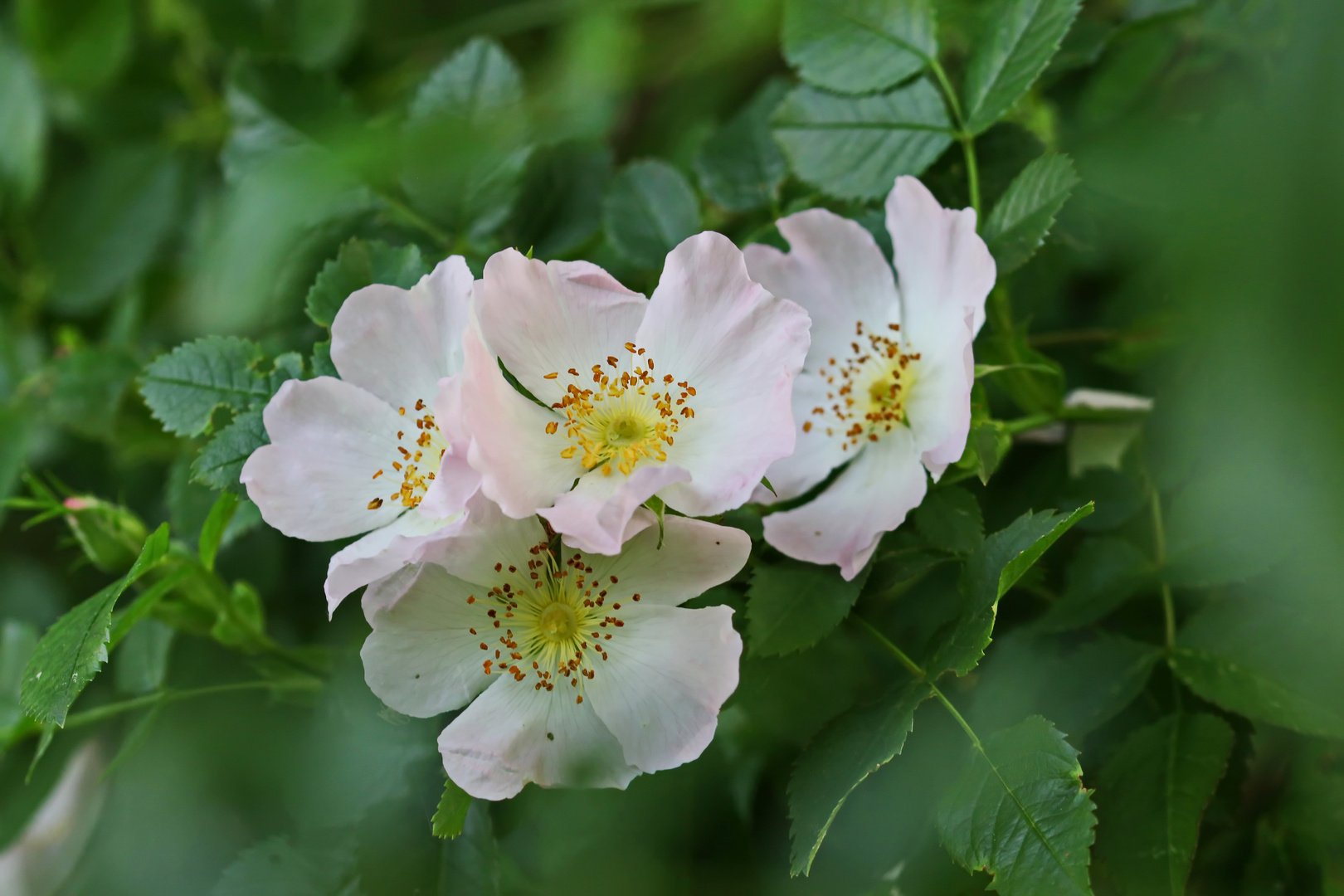 Heckenrose