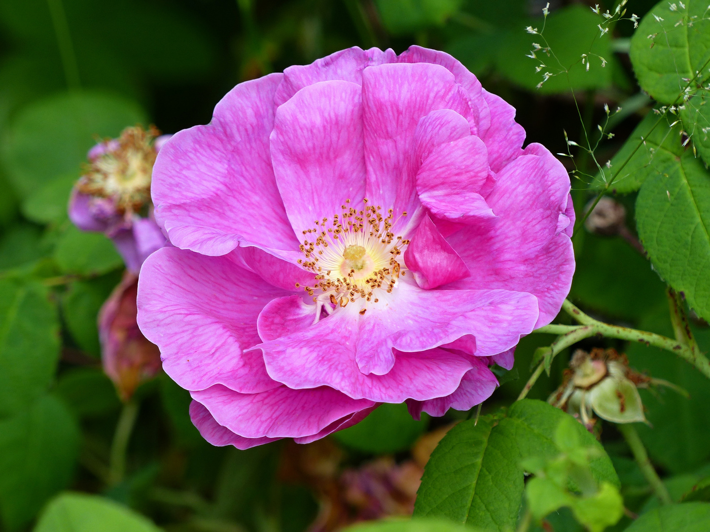 Heckenrose