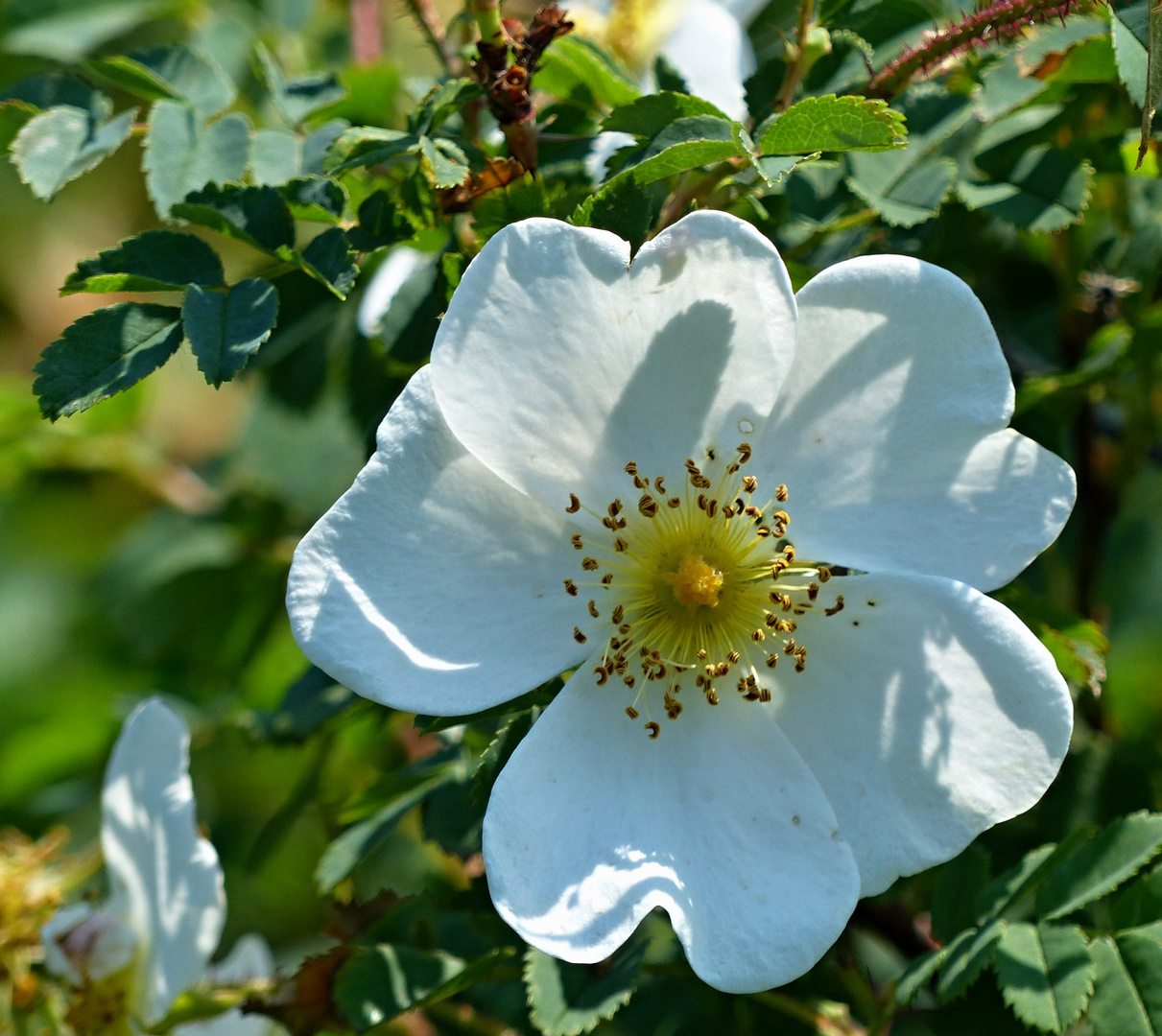 Heckenrose