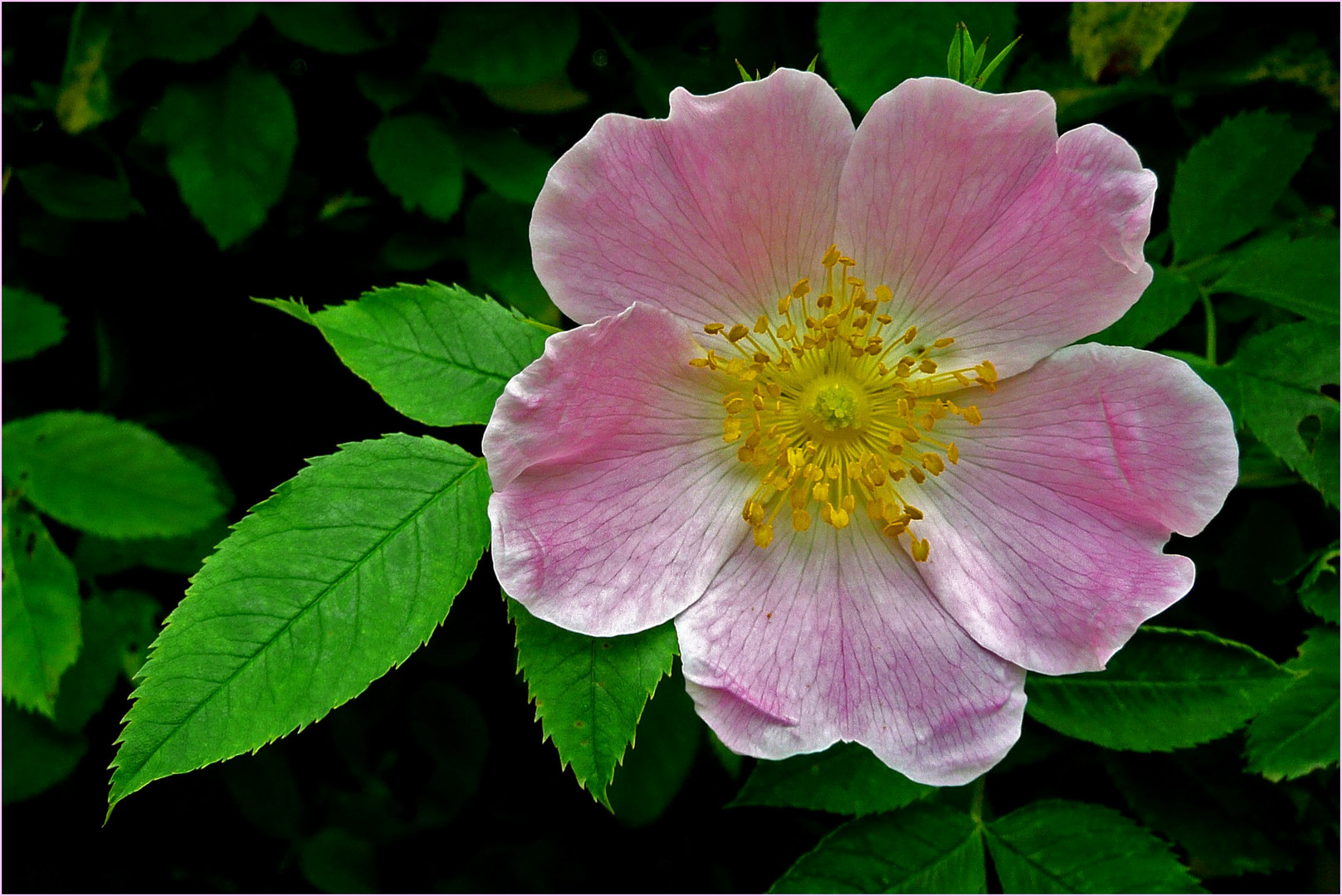 Heckenrose Foto & Bild natur Bilder auf