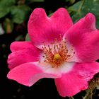 Heckenrose