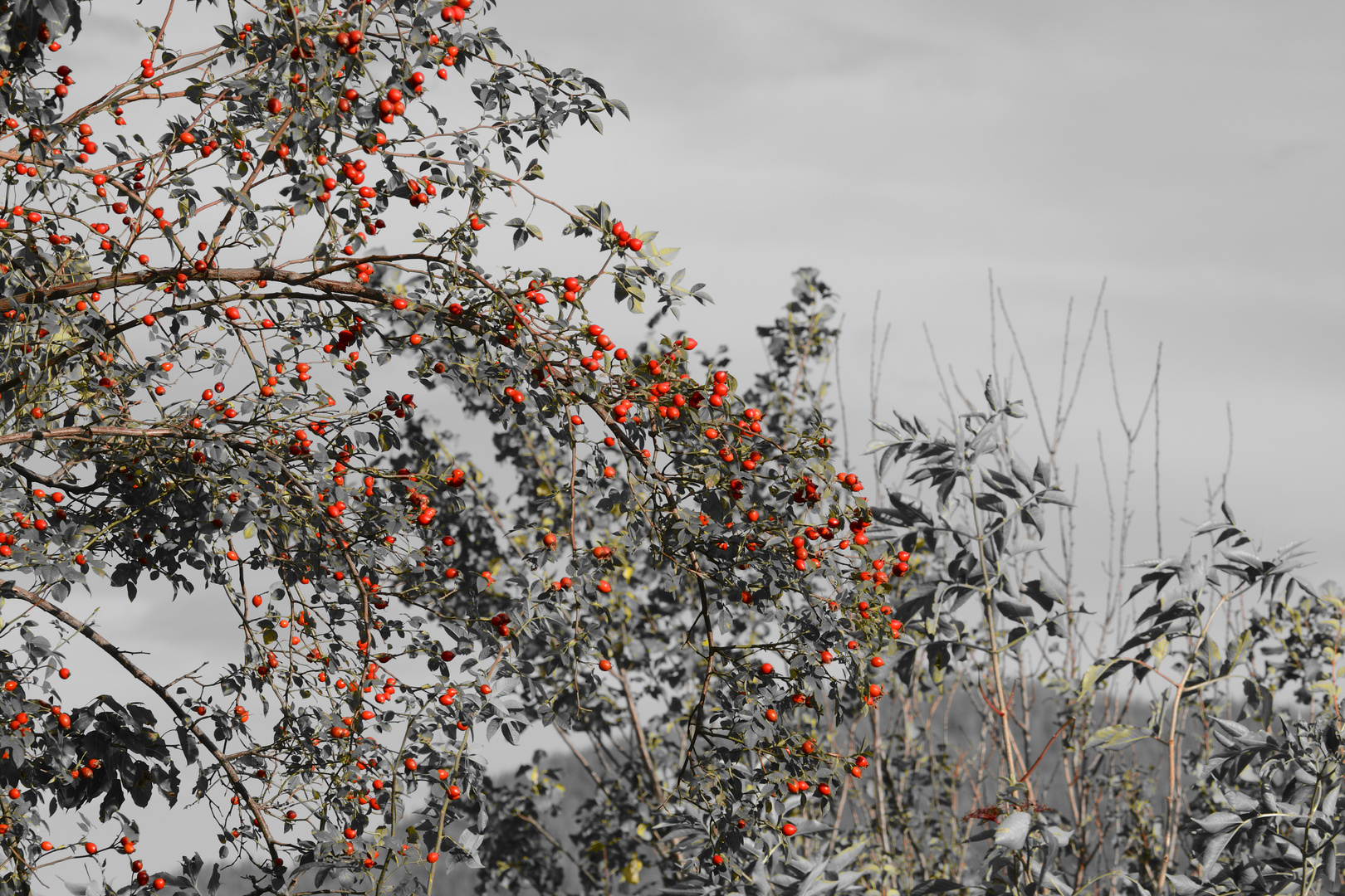 Heckenrose im Herbst