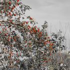 Heckenrose im Herbst