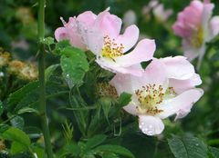 Heckenrose im Regen