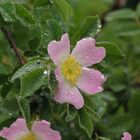 Heckenrose im Regen