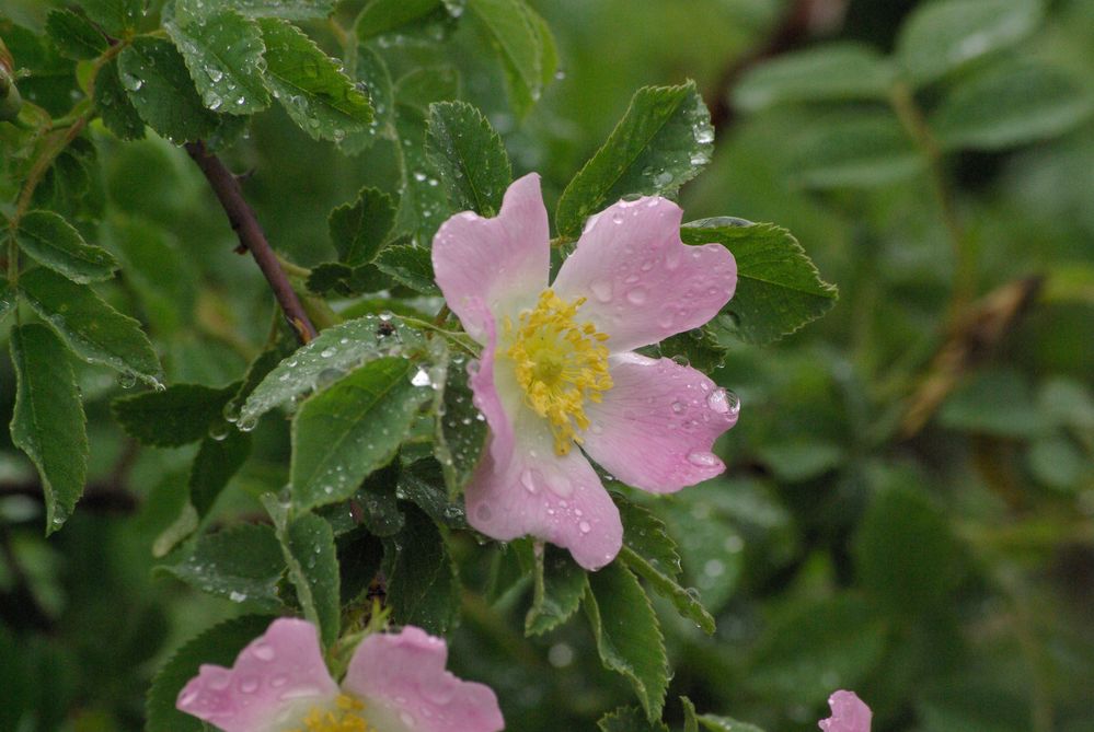 Heckenrose im Regen