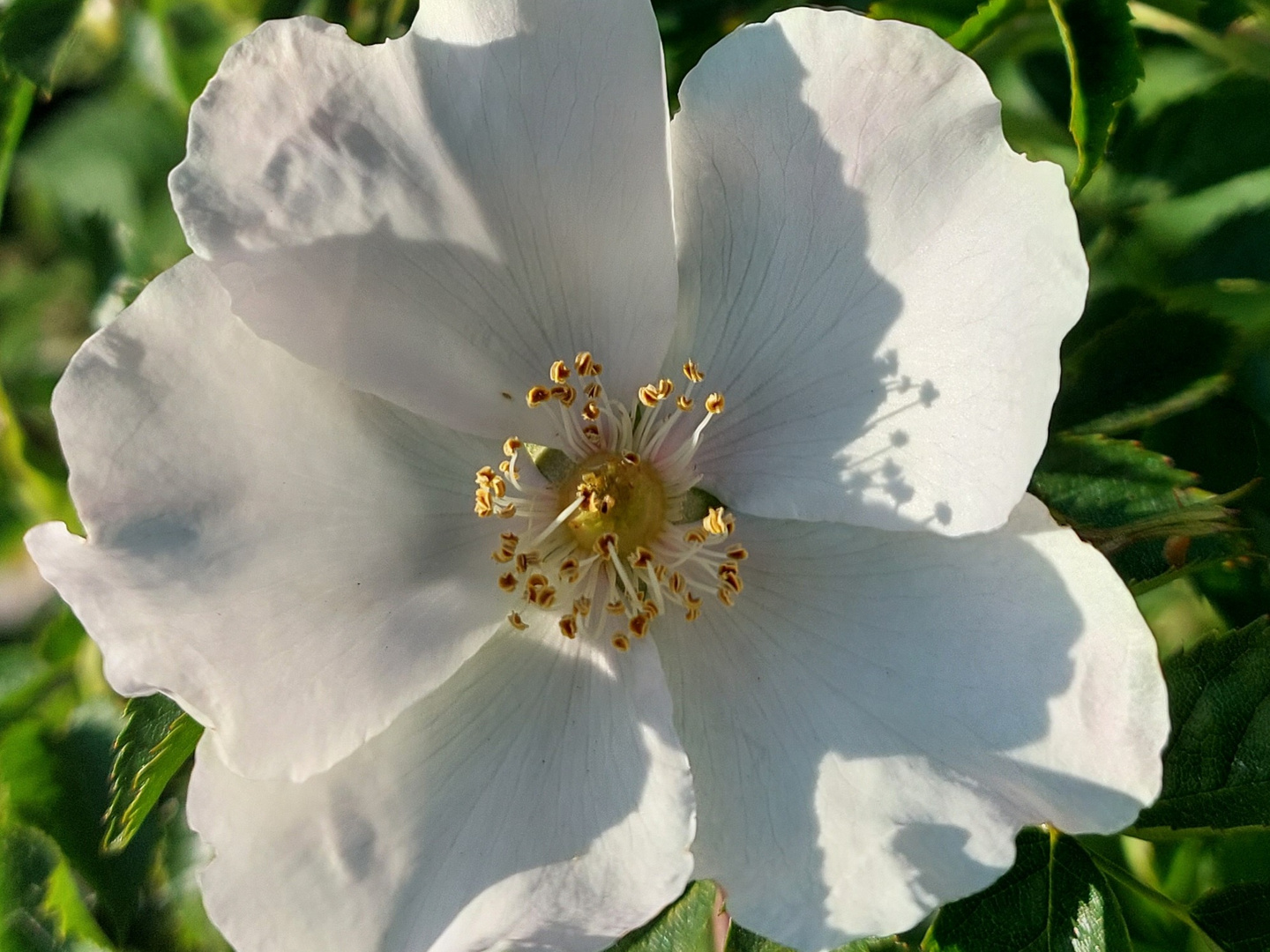 Heckenrose in der Abendsonne