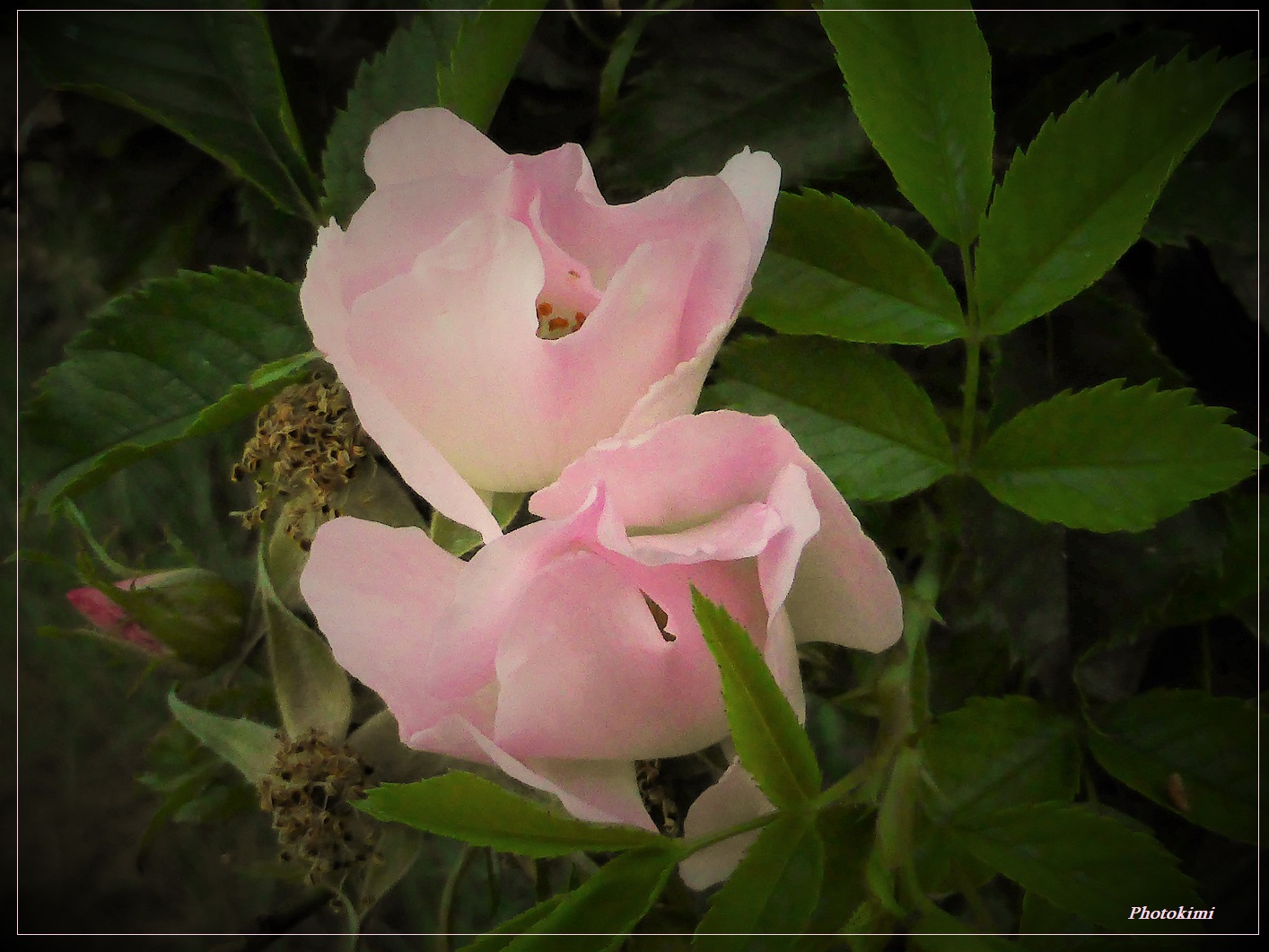 Heckenrose in der Frühe