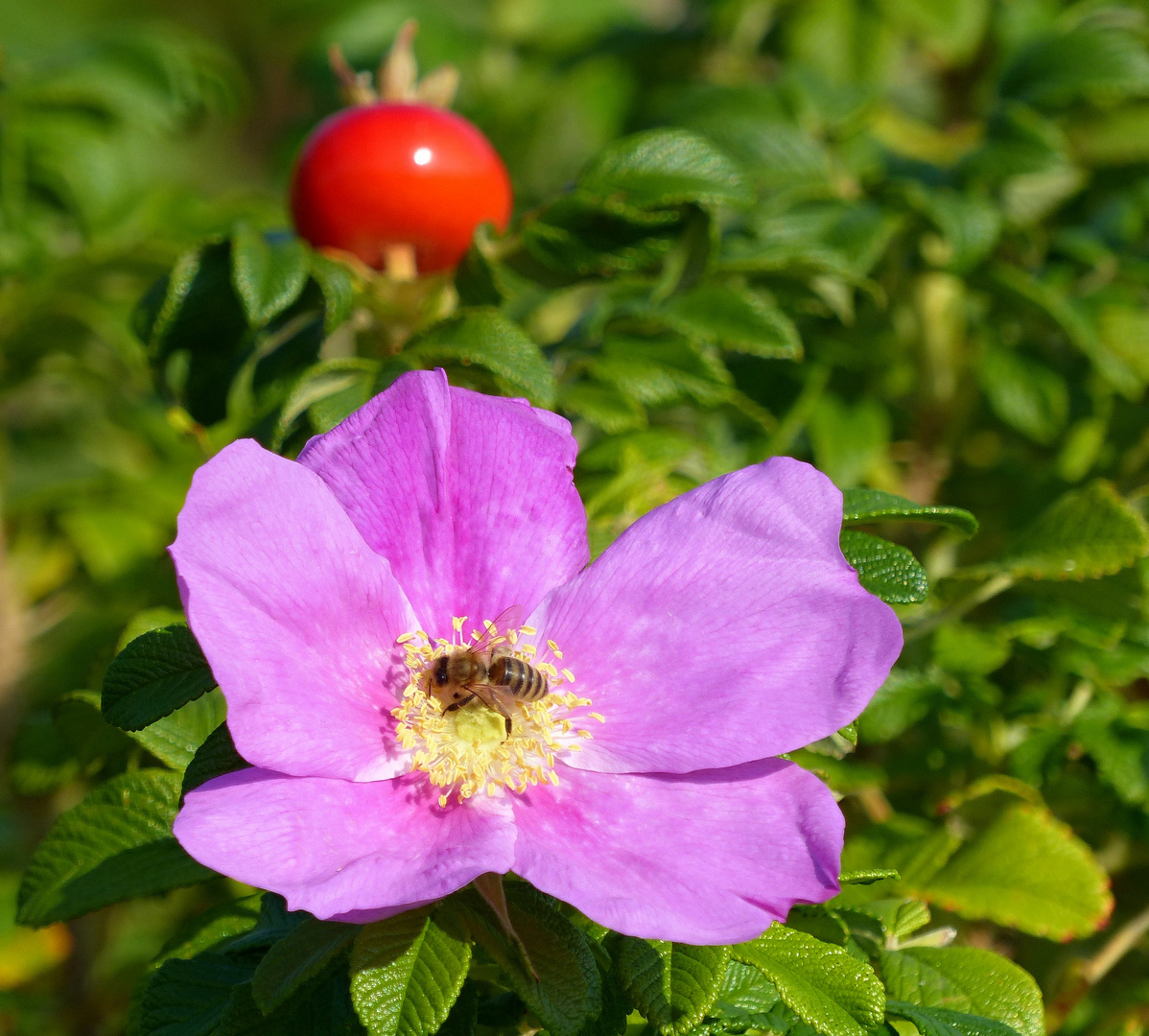 Heckenrose mit Besuch