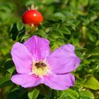 Heckenrose mit Besuch