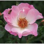 Heckenrose mit Besucher