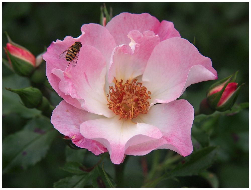 Heckenrose mit Besucher