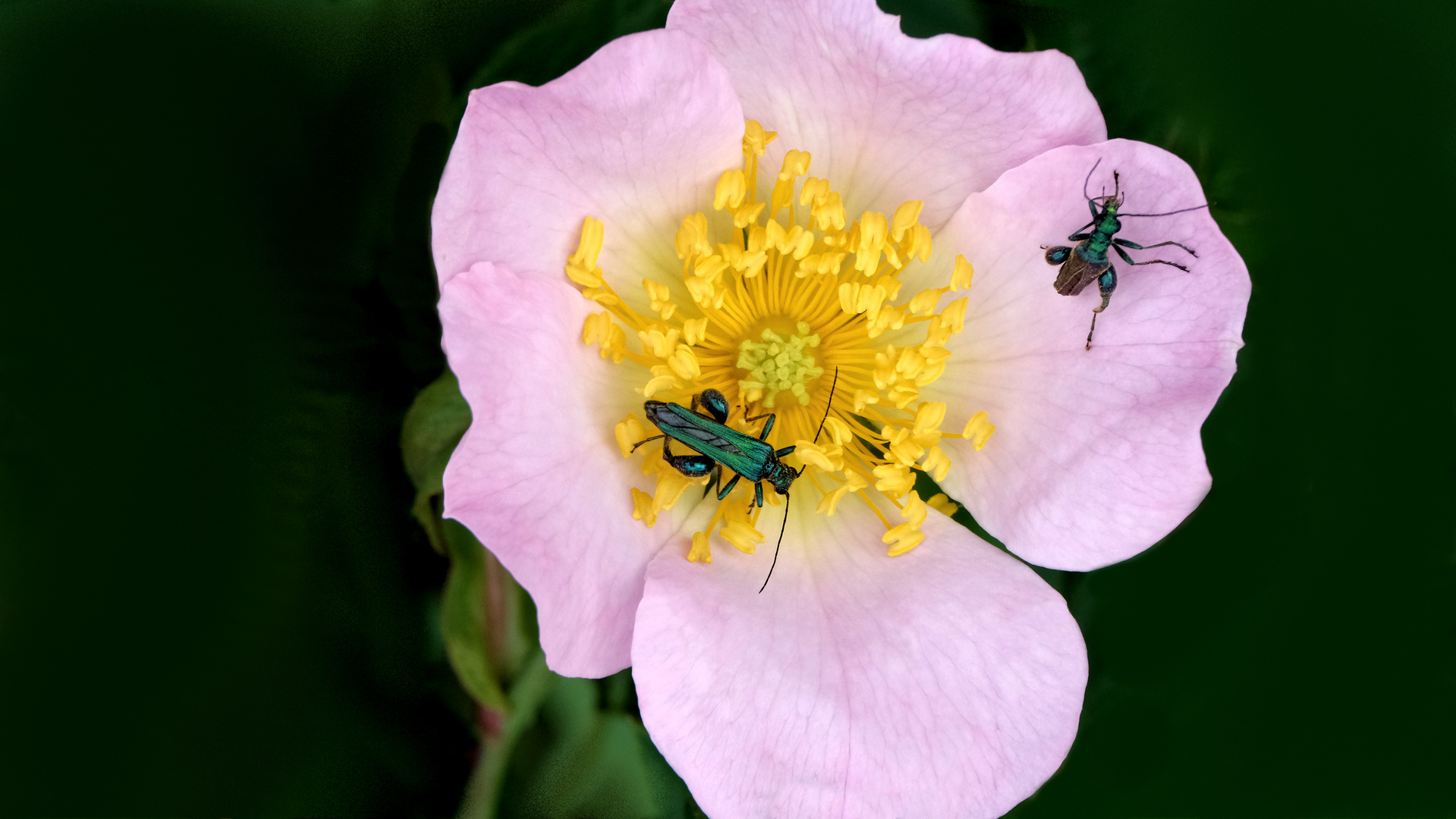 Heckenrose mit Besuchern