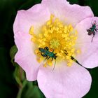 Heckenrose mit Besuchern