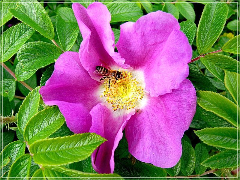 Heckenrose mit Bienchen 