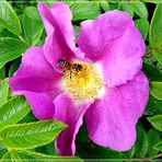 Heckenrose mit Bienchen 