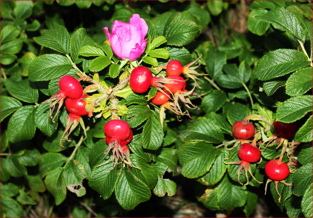 " Heckenrose " mit Blüte Foto & Bild pflanzen, pilze & flechten