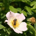 Heckenrose mit Honigbiene 1
