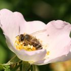Heckenrose mit Honigbiene 3