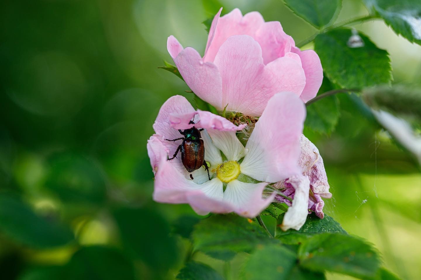 Heckenrose mit Käfer