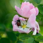 Heckenrose mit Käfer