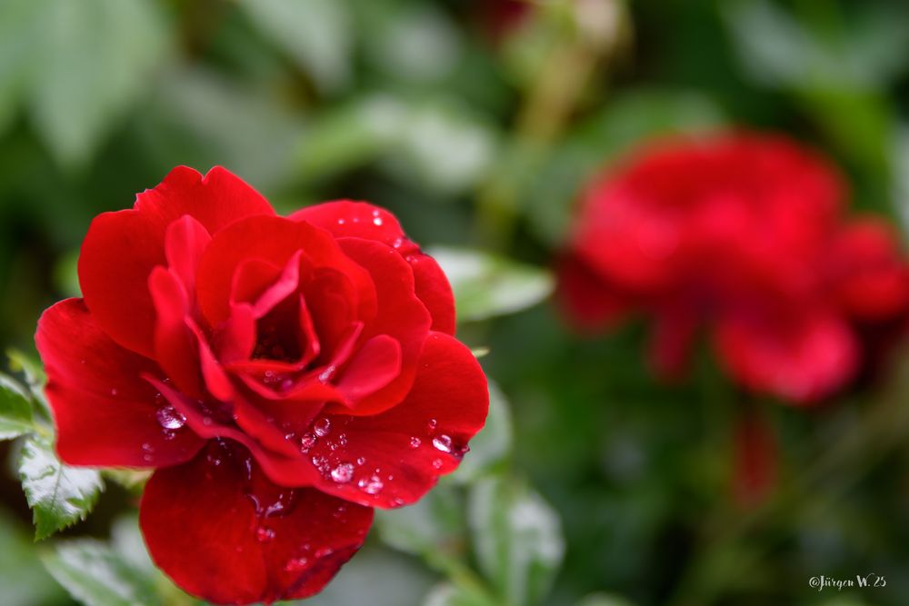 Heckenrose mit Regentropfen