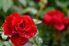 Heckenrose mit Regentropfen