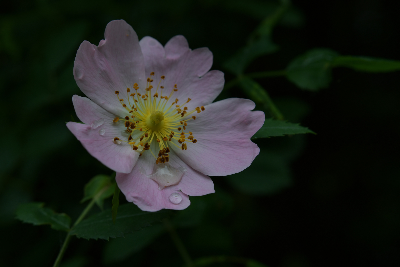 Heckenrose nach dem Regen