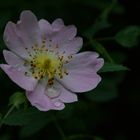 Heckenrose nach dem Regen